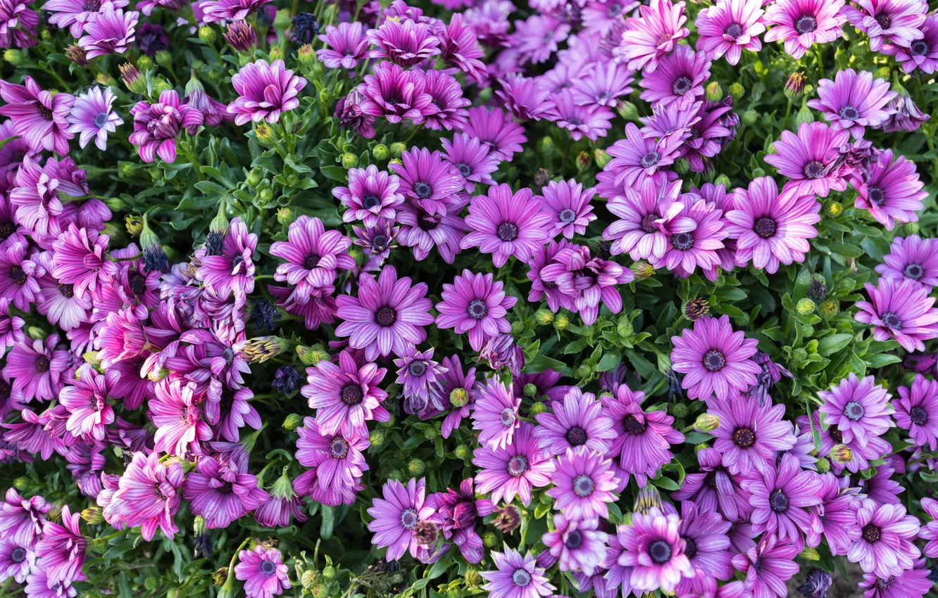 Фото обои хризантемы, flowers, purple