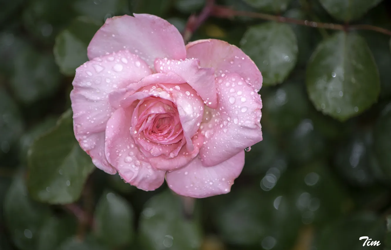 Фото обои листья, розовый, роза