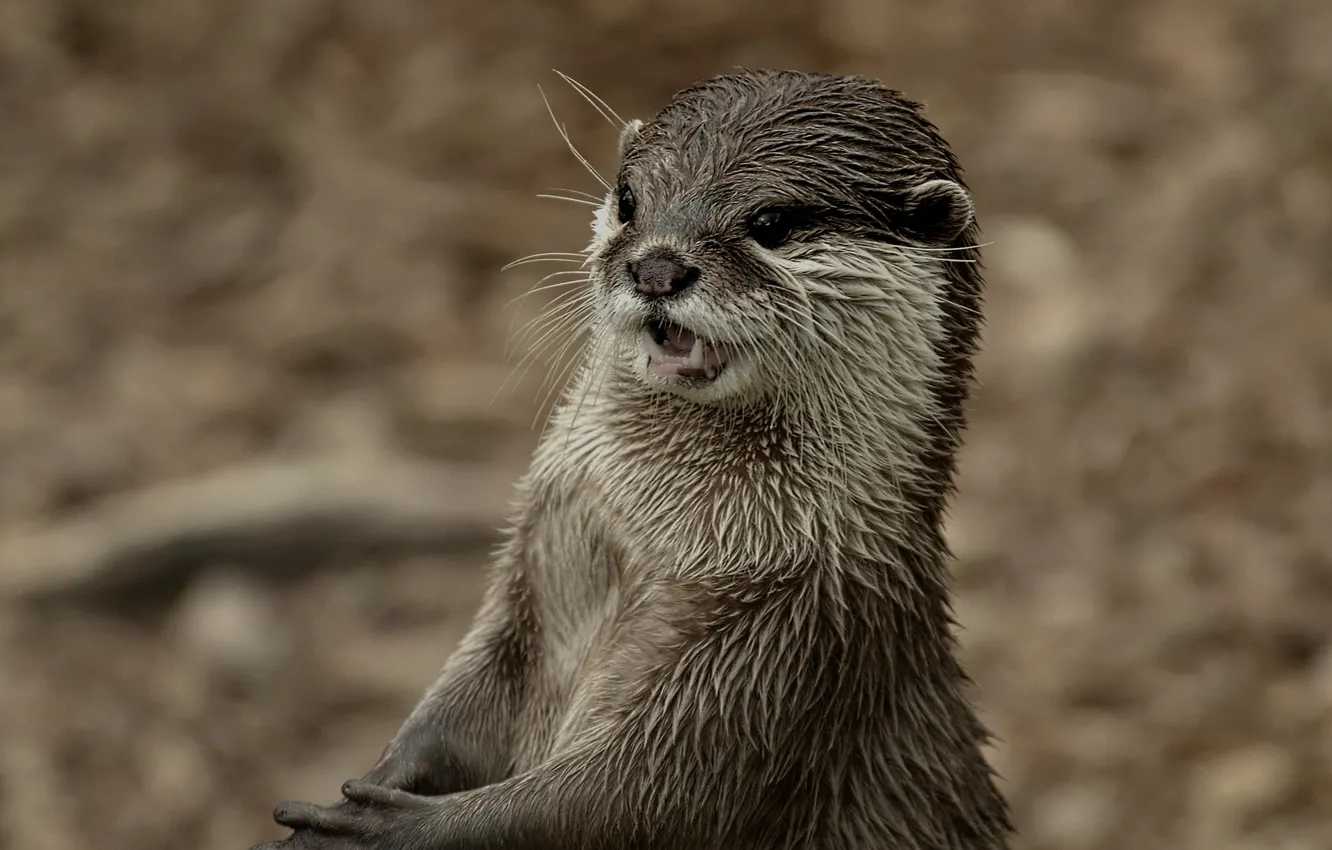 Фото обои взгляд, фон, мордочка, Выдра, Otter