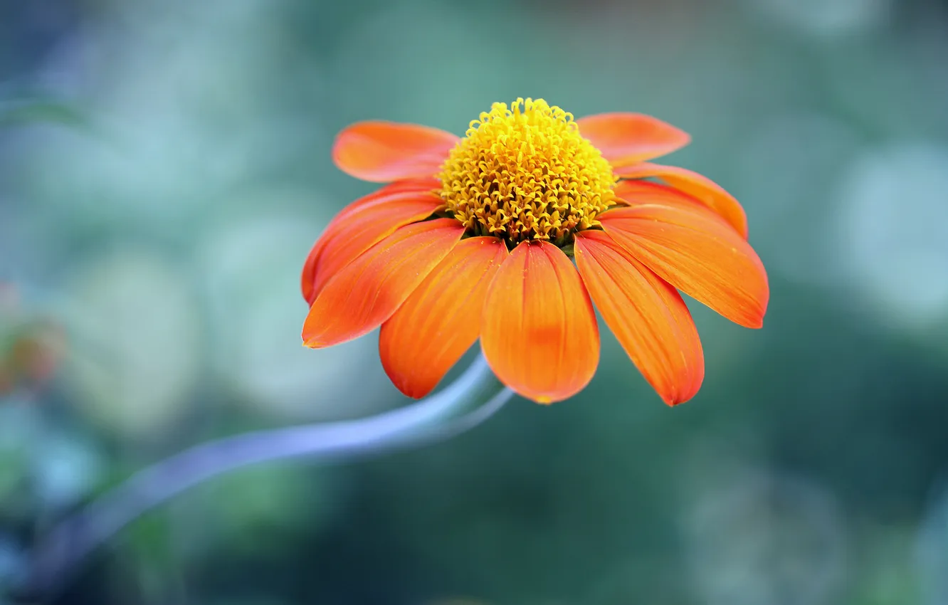 Фото обои цветок, оранжевый, фон, маргаритка