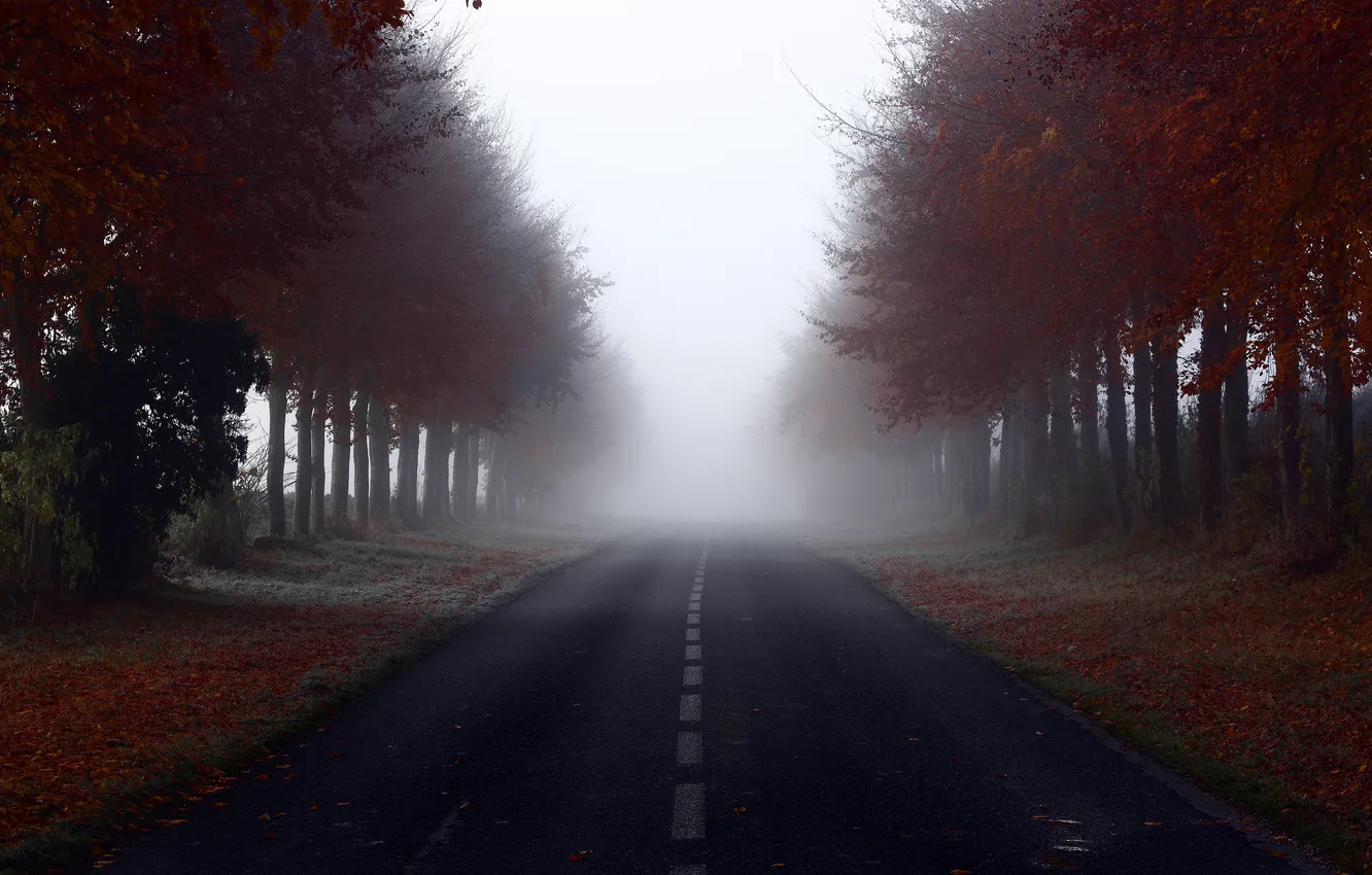 Фото обои дорога, лес, деревья, туман