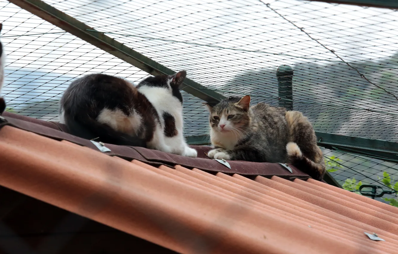 Фото обои крыша, лето, коты, приятели
