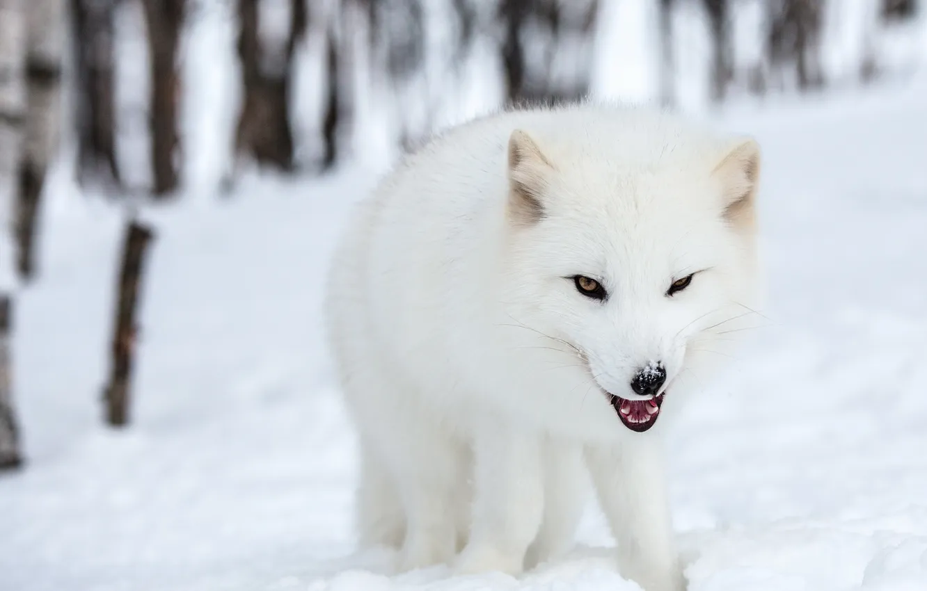 Фото обои снег, природа, Polar fox
