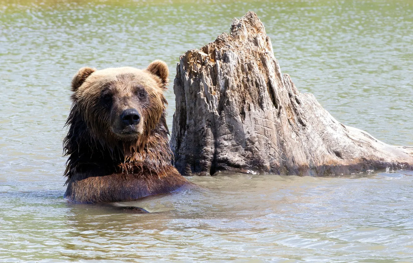 Фото обои вода, пень, медведь, купание