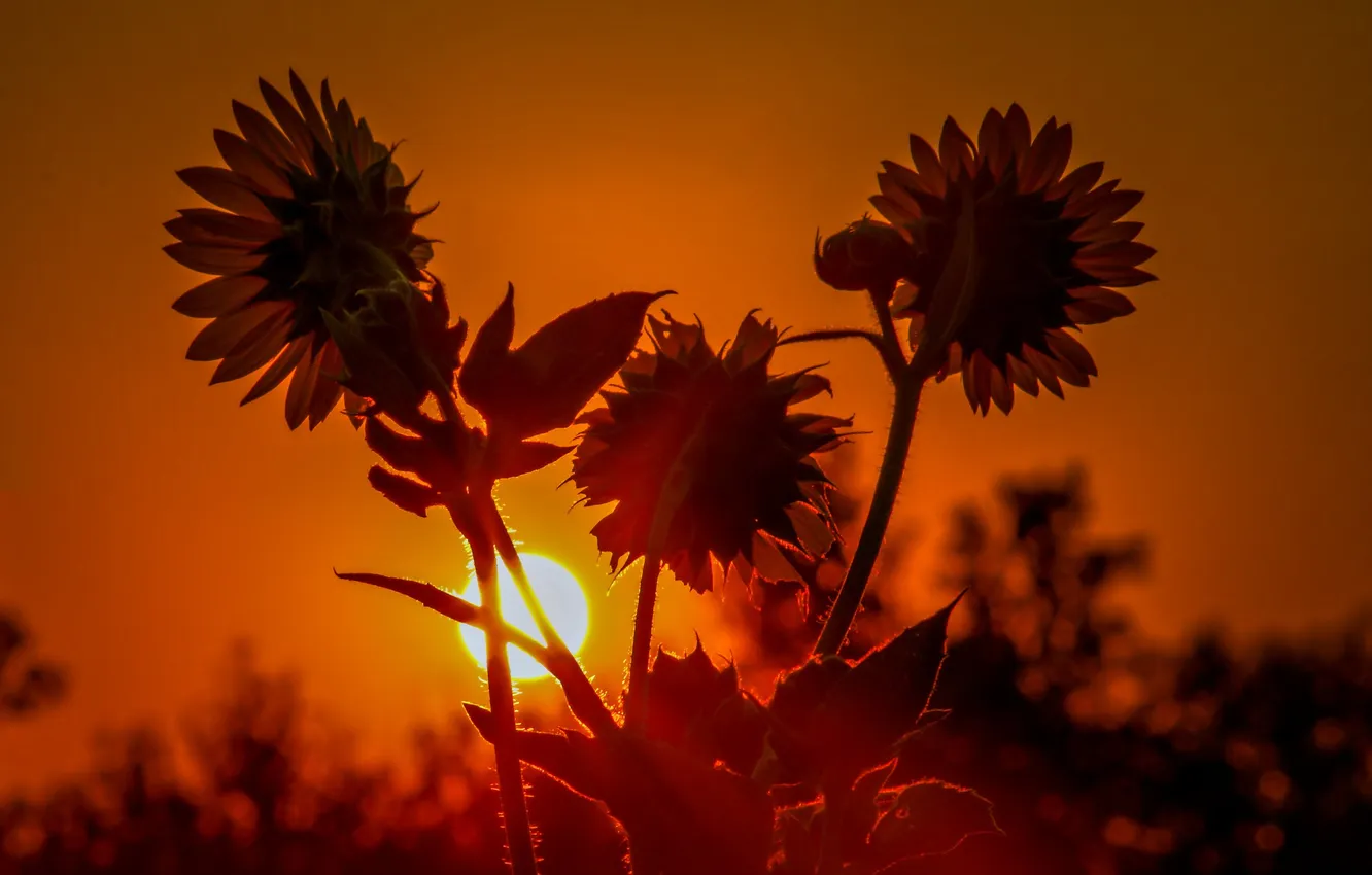 Фото обои солнце, закат, цветы, подсолнух