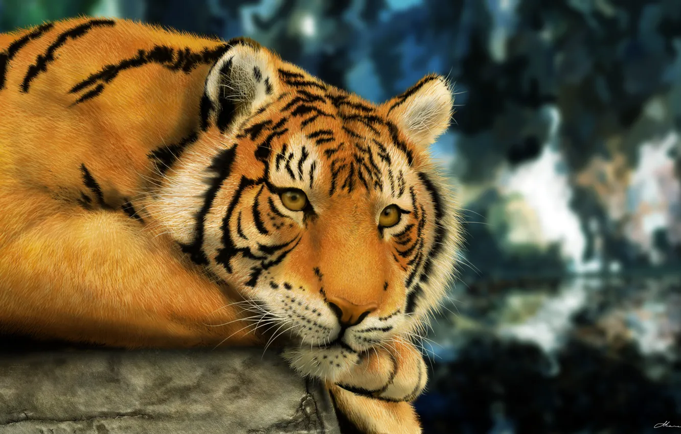 Фото обои тигр, смотрит, bengal tiger