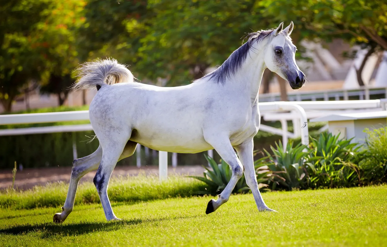 Фото обои конь, лошадь, бег, грация, загон, арабский