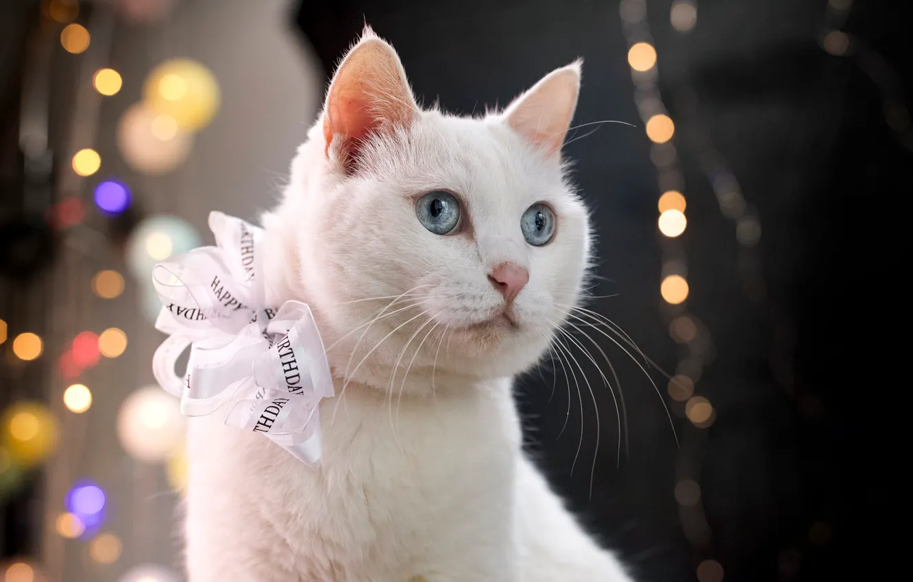 Фото обои кошка, белый, кот, свет, фон, праздник, портрет, огоньки