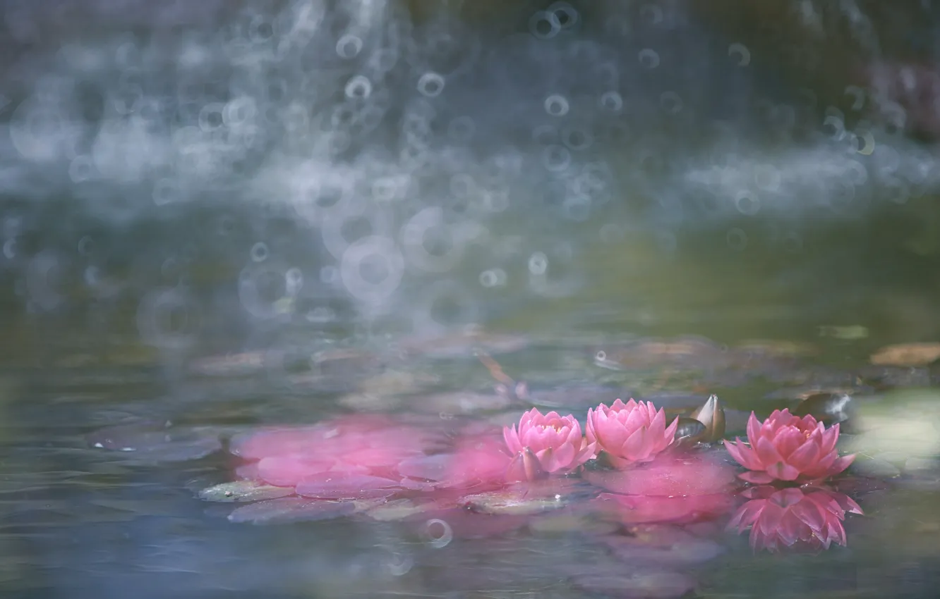 Фото обои вода, розовые, цветение, кувшинки