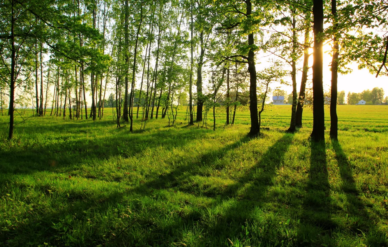 Фото обои зелень, лето, трава, солнце, деревья, природа
