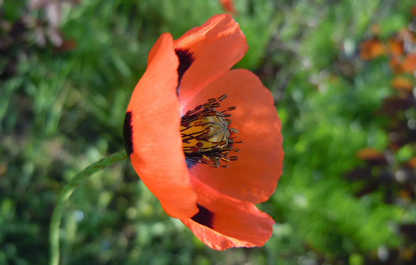 Фото обои Макро, Мак, Macro, Poppy