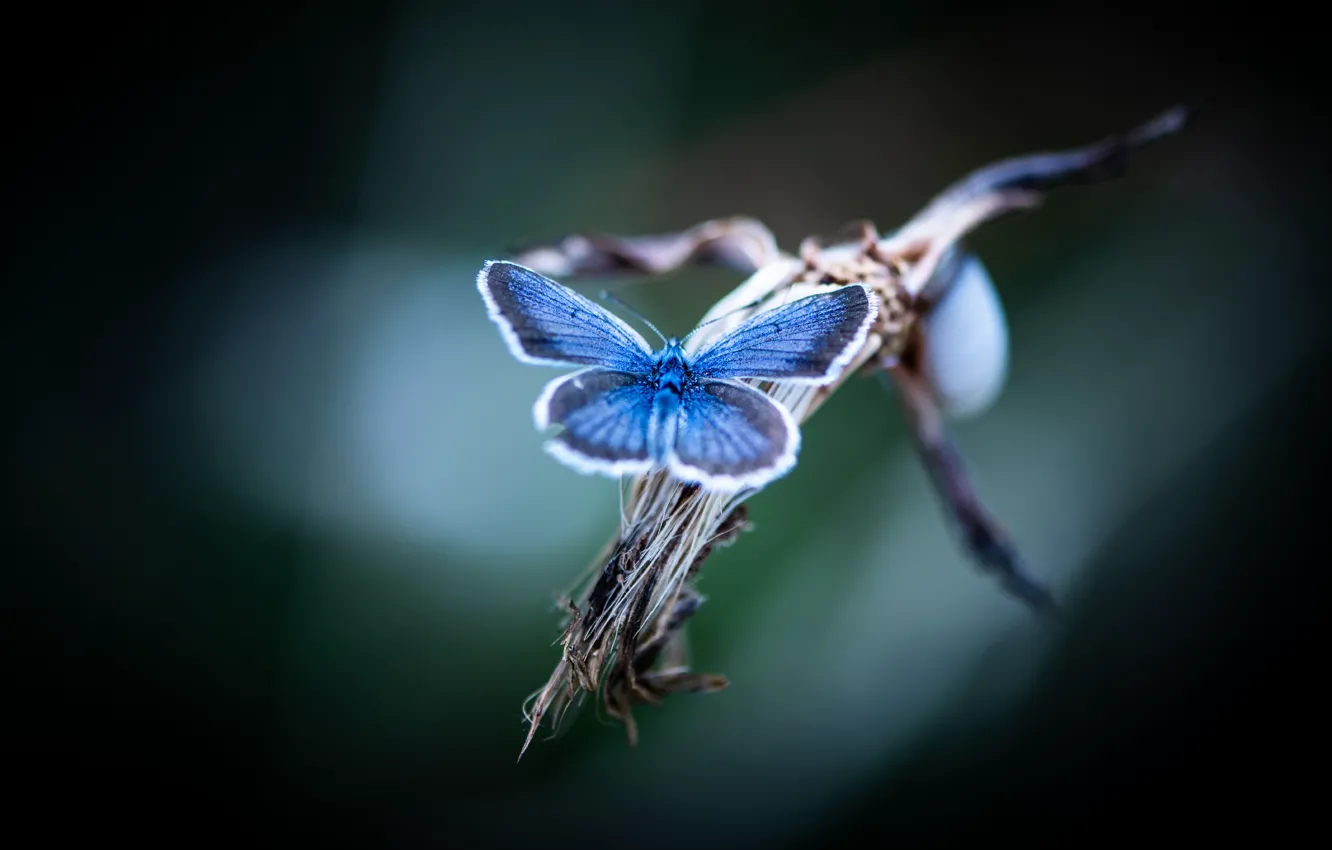 Фото обои макро, бабочка, голубая