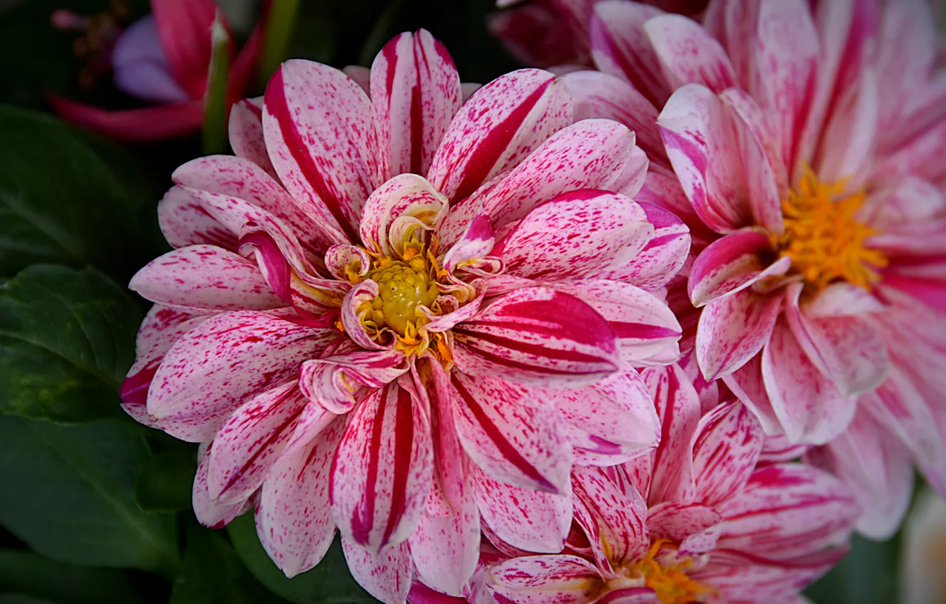 Фото обои Макро, Pink flowers, Розовые цветы