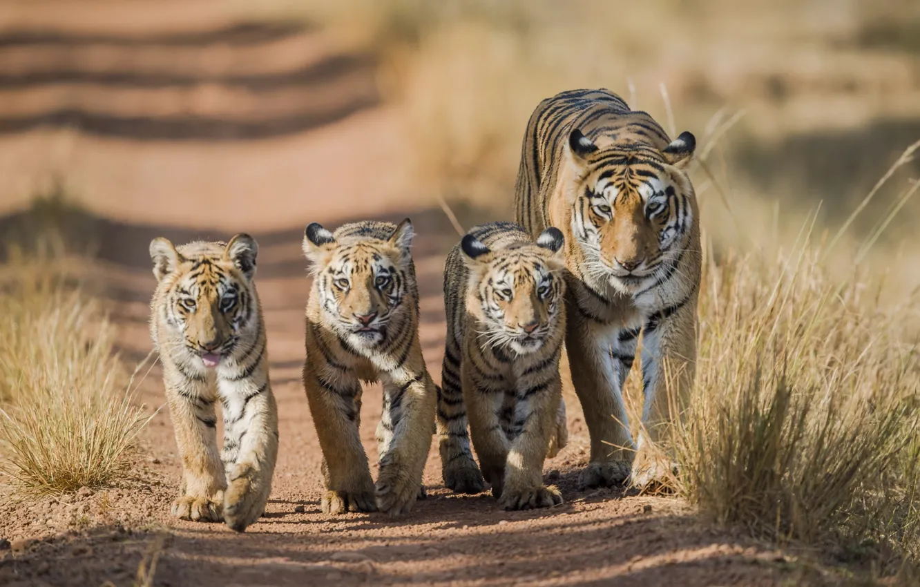 Фото обои тигр, прогулка, тигры, тигрица, тигрята