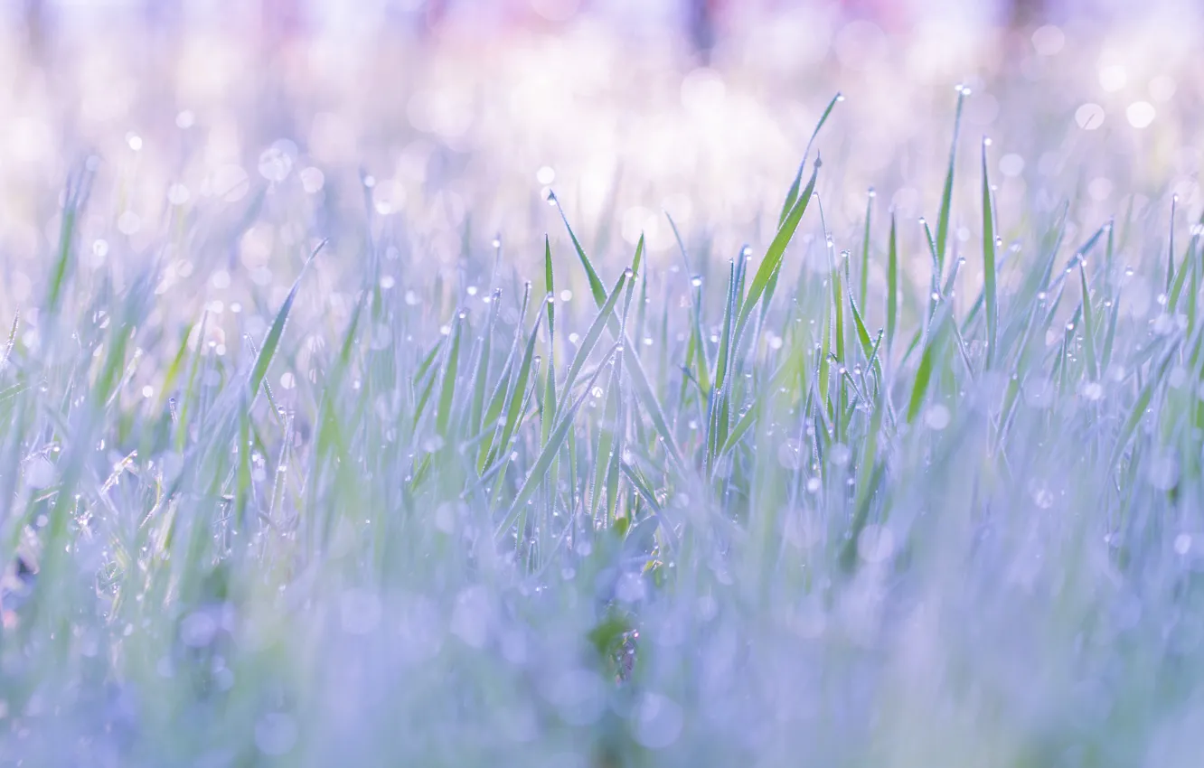 Фото обои трава, капли, природа, роса, легкость, нежность, весна, полянка