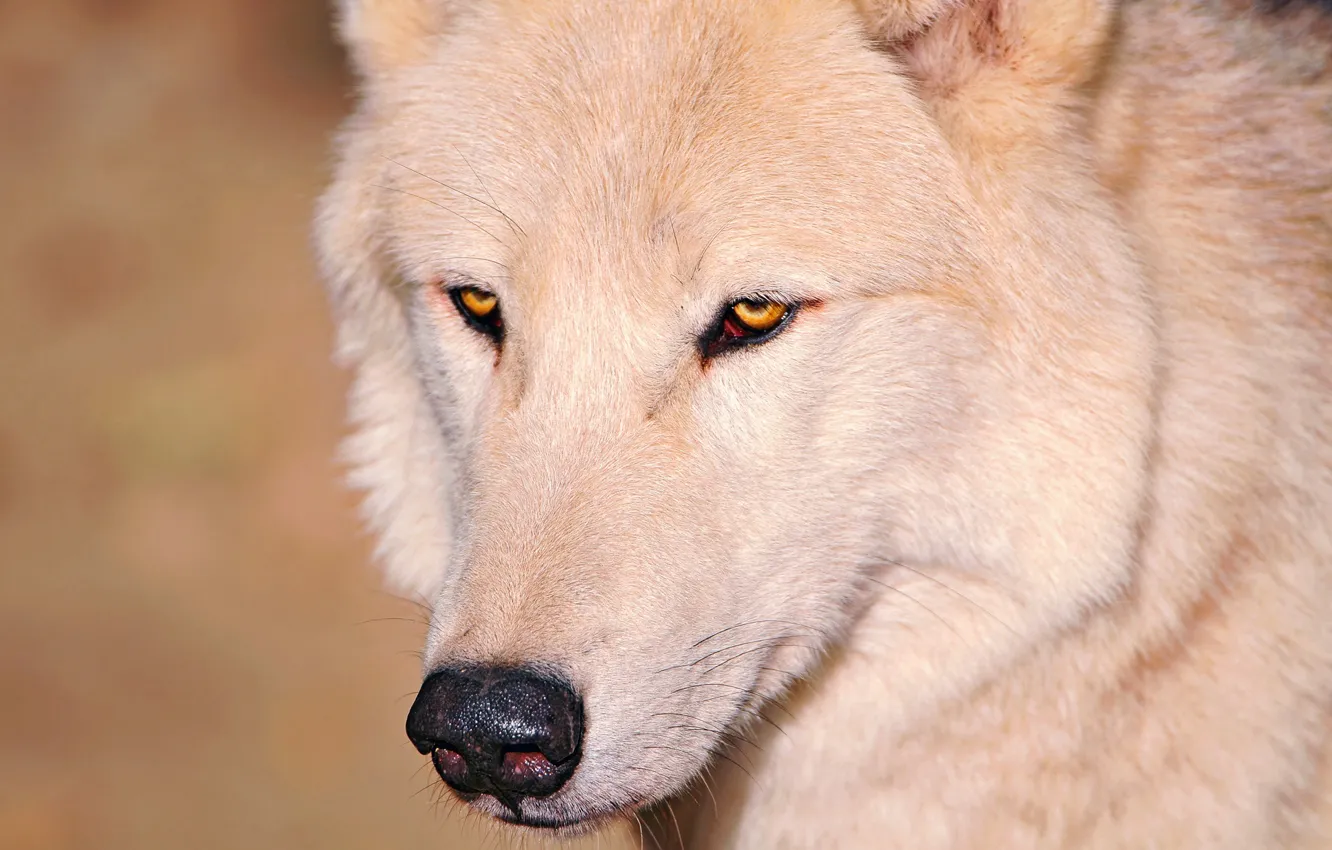 Фото обои белый, глаза, волк, нос