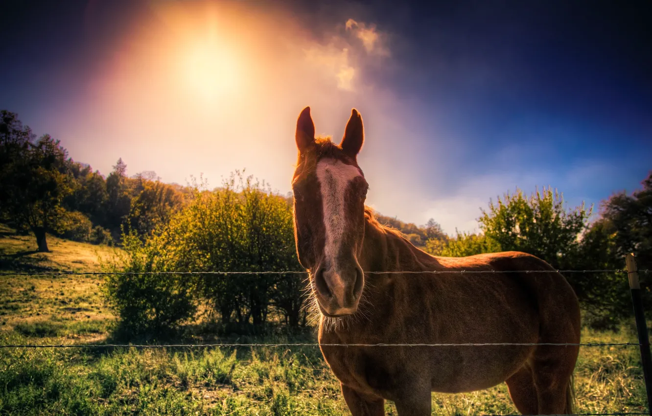 Фото обои закат, природа, лошадь