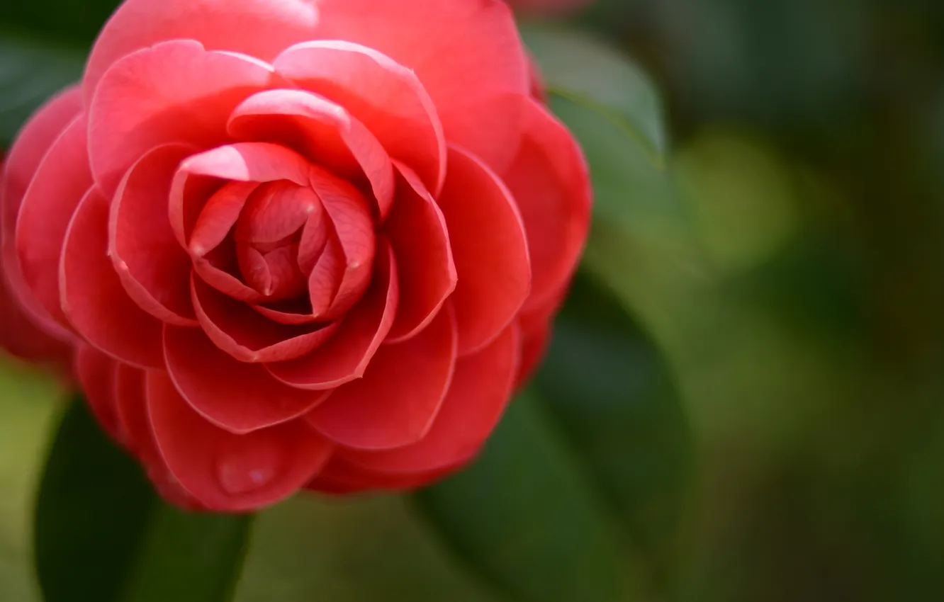 Фото обои цветок, цветение, красная Камелия