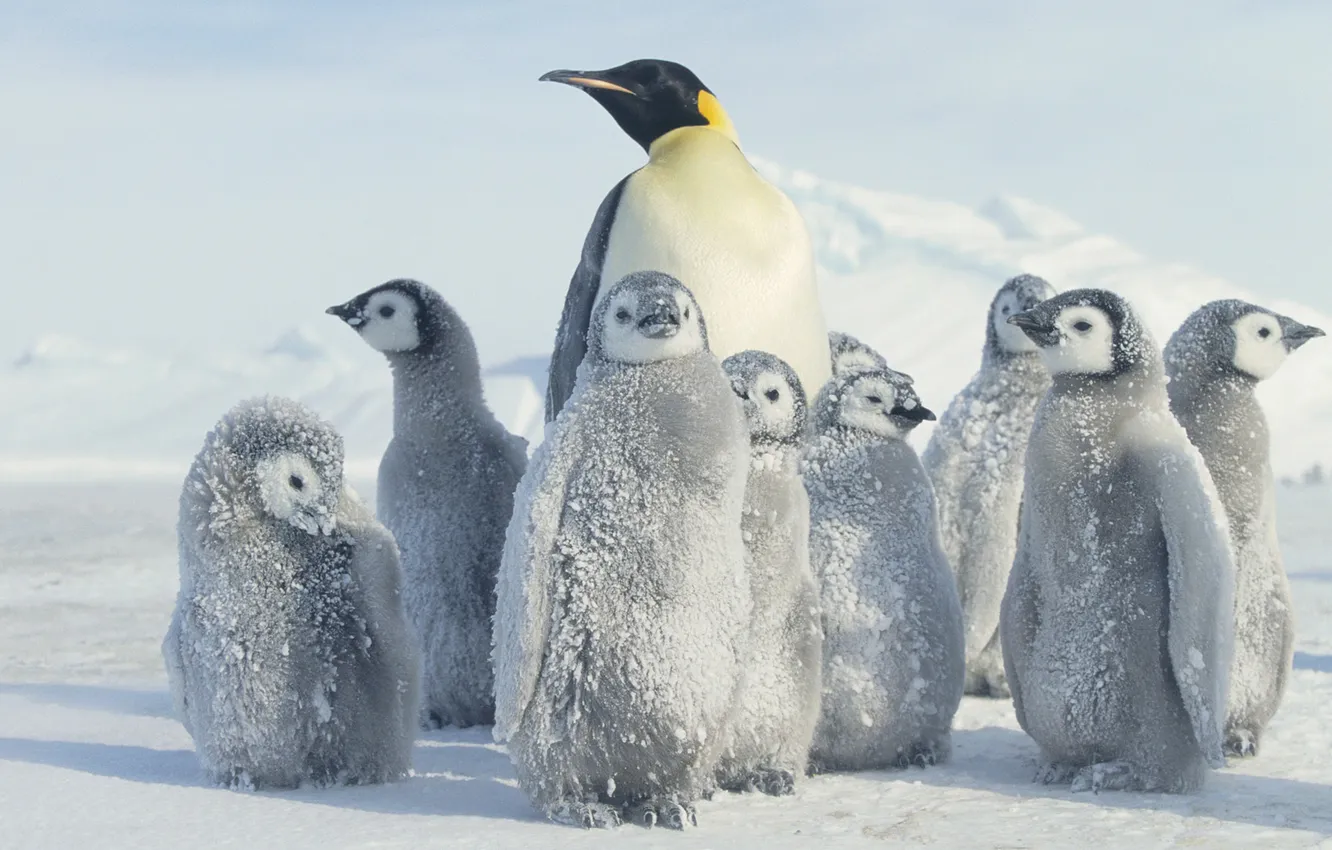 Фото обои снег, пингвин, Антарктида, Antarctica, Penguin