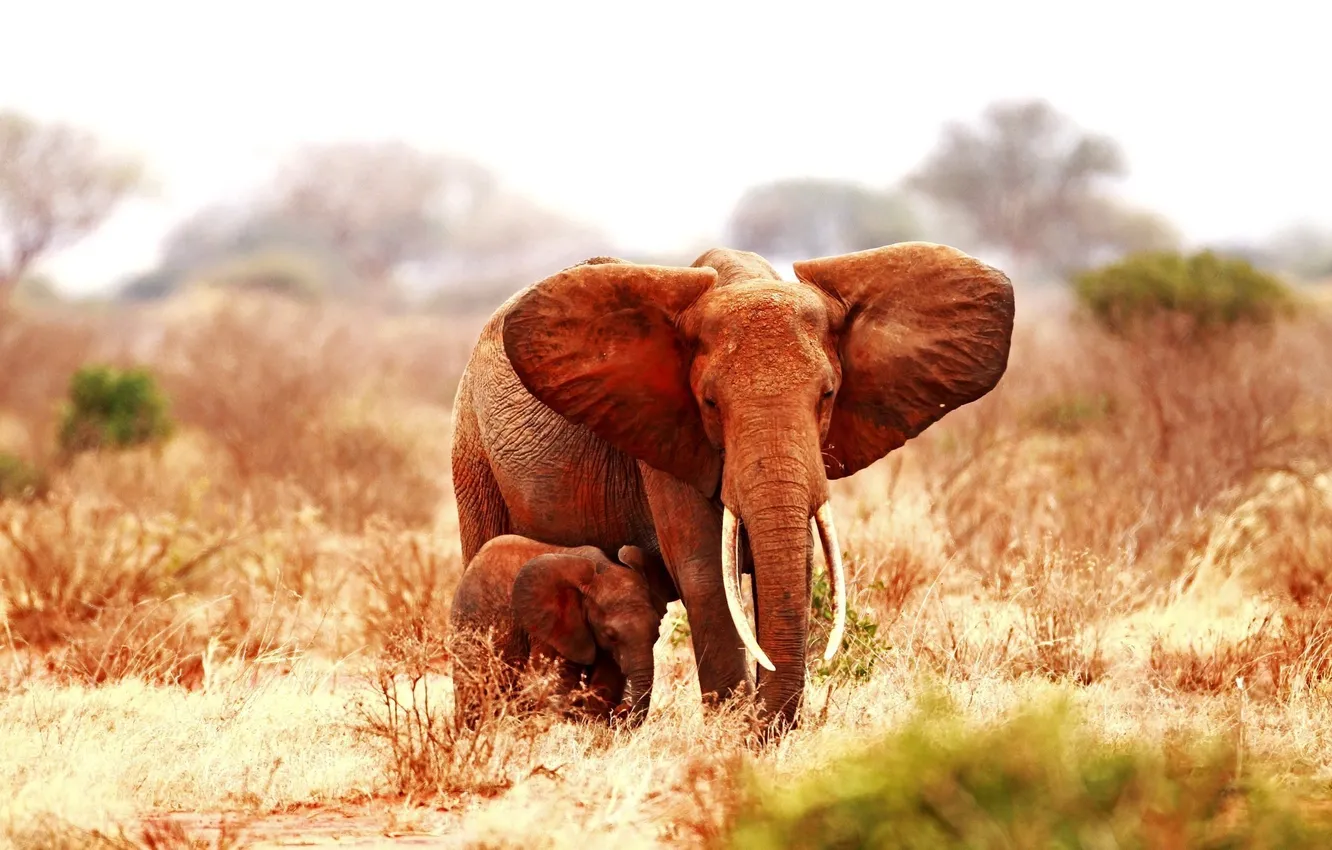 Фото обои животные, слон, уши, слоненок