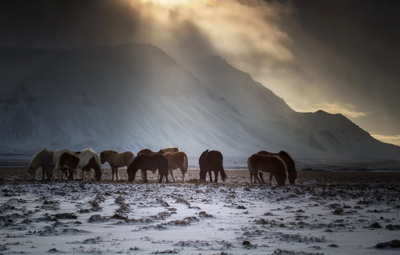 Фото обои зима, кони, утро