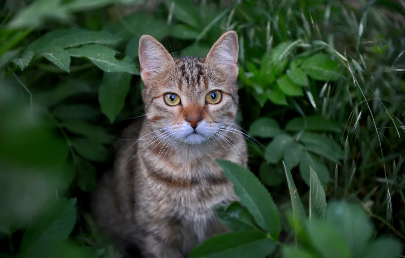 Фото обои трава, кот, взгляд, листья, мордочка, котейка