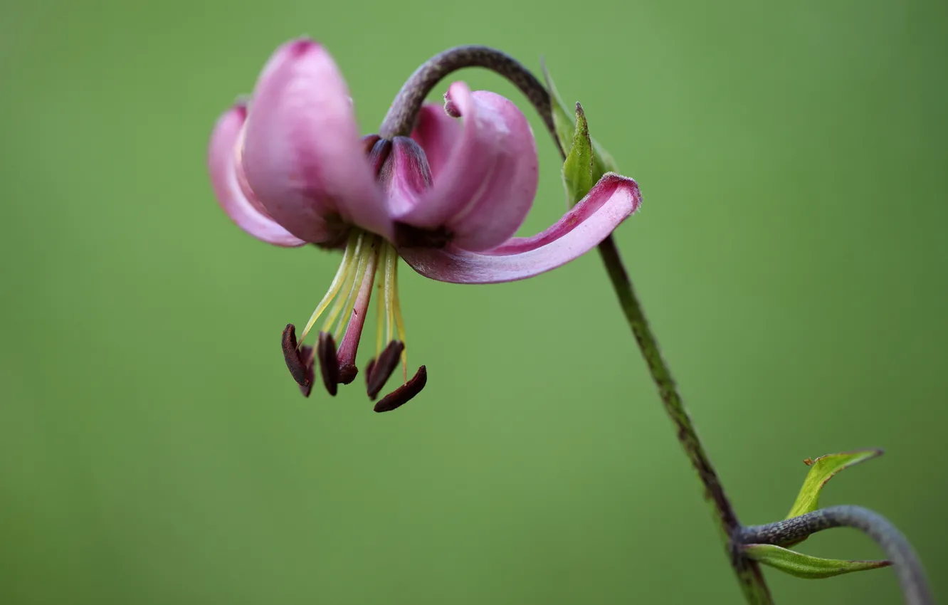 Фото обои цветок, растение, лилия кудреватая