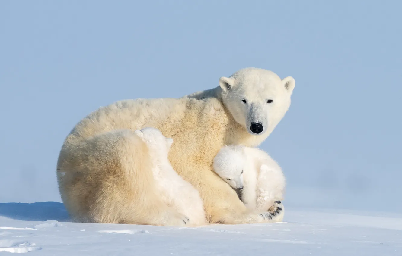 Фото обои медвежата, bear, медведица, Ursus maritimus, cubs, Hao Jiang