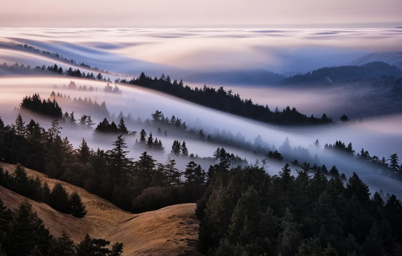 Фото обои лес, небо, туман, холмы, море тумана