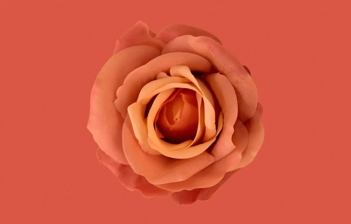 Фото обои rose, flower, orange