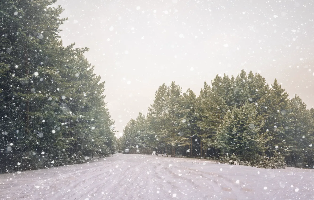 Фото обои холод, зима, снег, природа, елки, красота