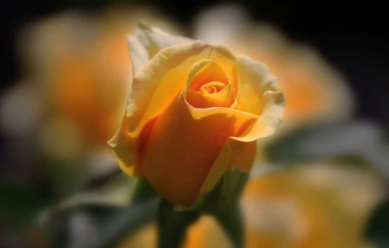 Фото обои макро, роза, бутон, жёлтая роза, размытьсть