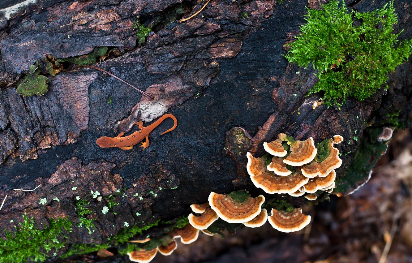 Фото обои дерево, грибы, ящерица