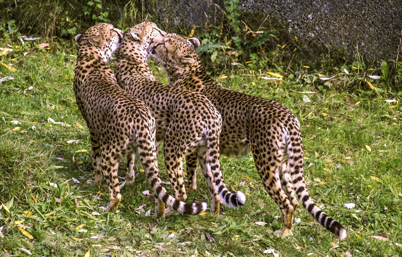 Фото обои любовь, трио, дикая кошка, гепарды, троица, шведская семейка