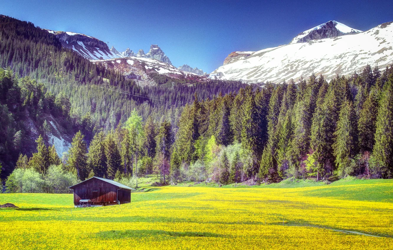 Фото обои поле, лес, трава, деревья, цветы, горы, желтые, домик