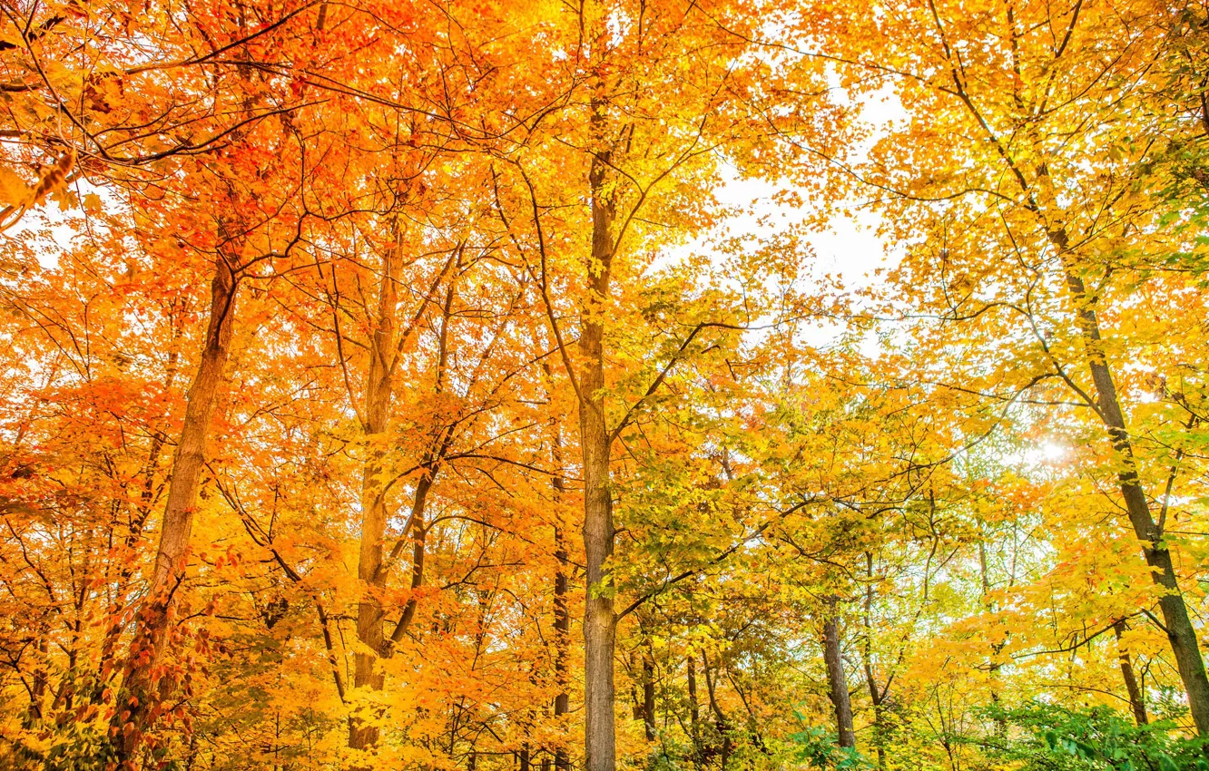 Фото обои осень, лес, деревья, цвет, красота, ярко, жёлтые