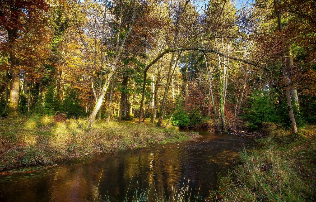 Фото обои Осень, Деревья, Река