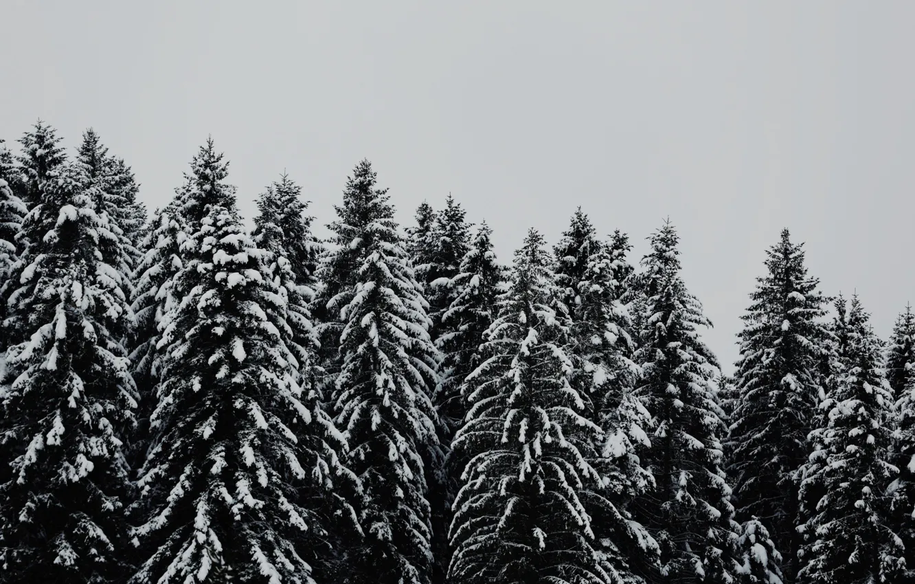 Фото обои trees, snow, black and white