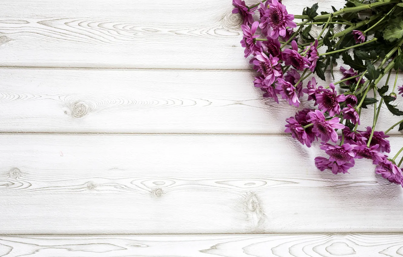 Фото обои цветы, букет, хризантемы, wood, flowers, purple
