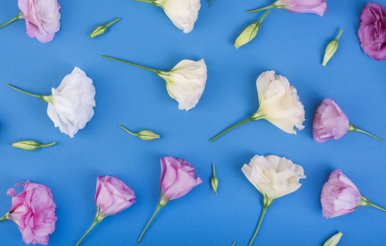 Фото обои цветы, фон, розовый, white, pink, flowers, эустома, eustoma