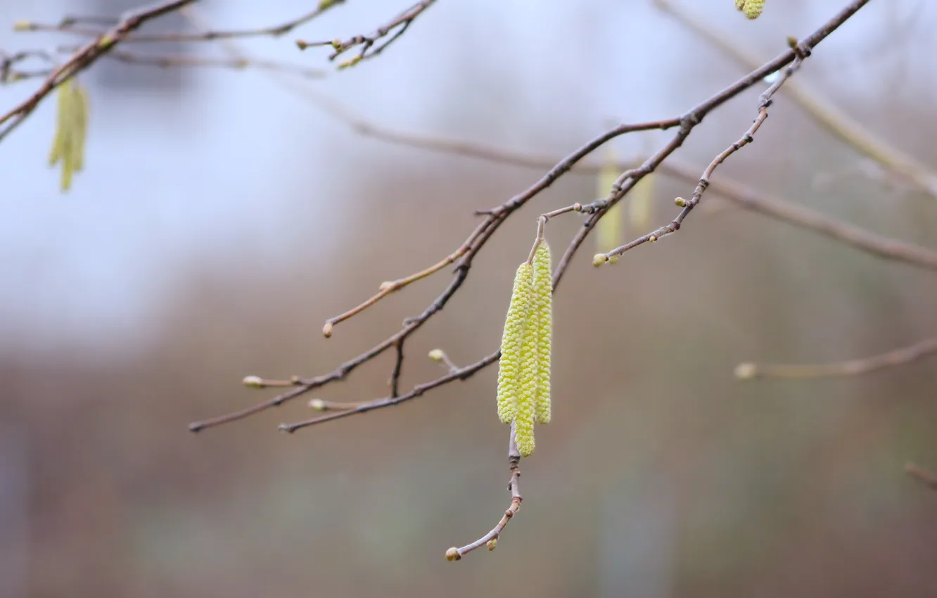 Фото обои tree, plant, twig