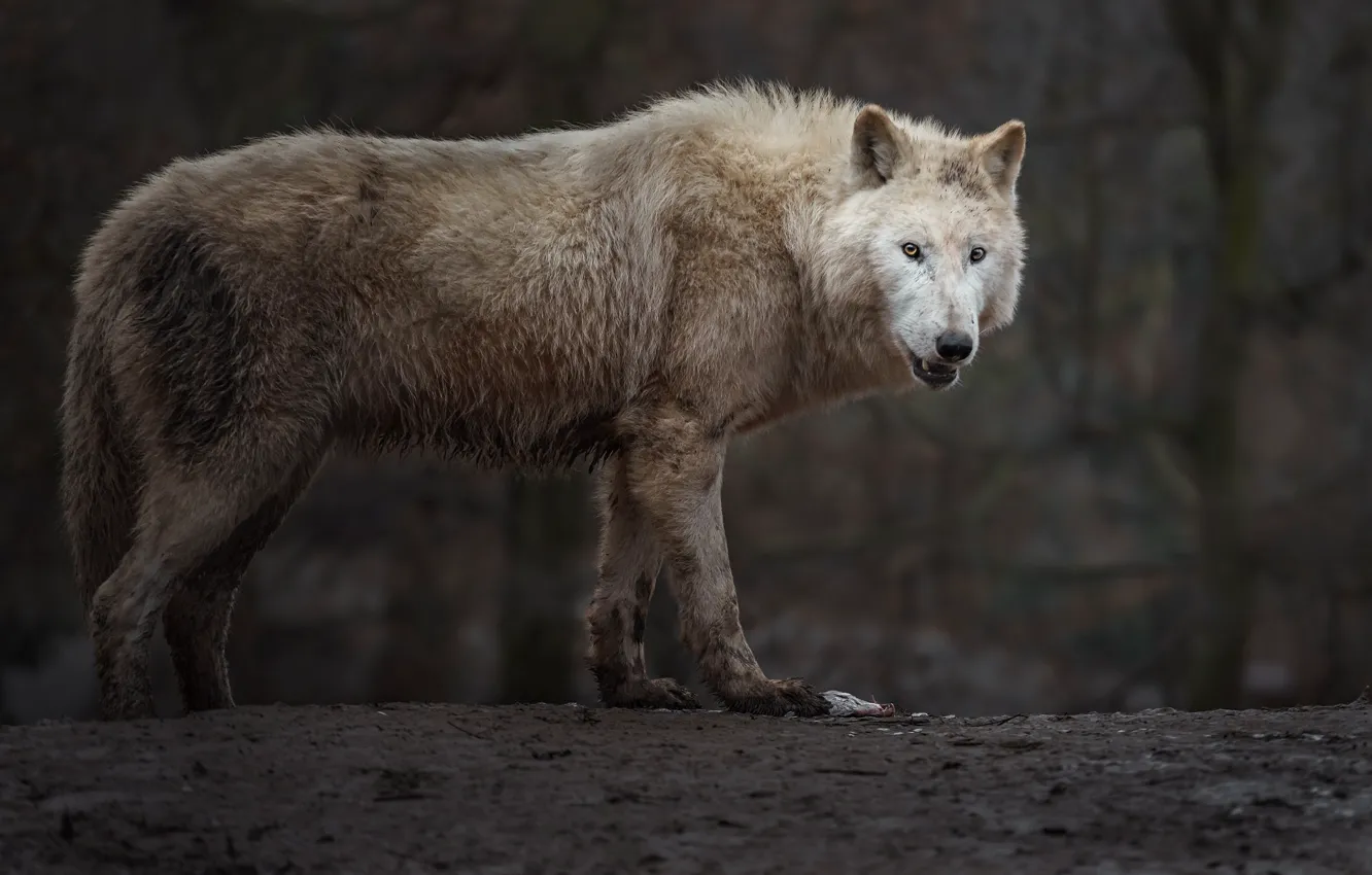 Фото обои face, wolf, wildlife, head, fur, mammal, whiskers, white wolf