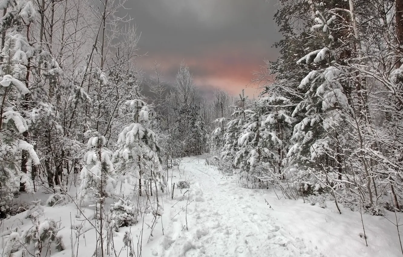 Фото обои зима, лес, небо, снег, закат