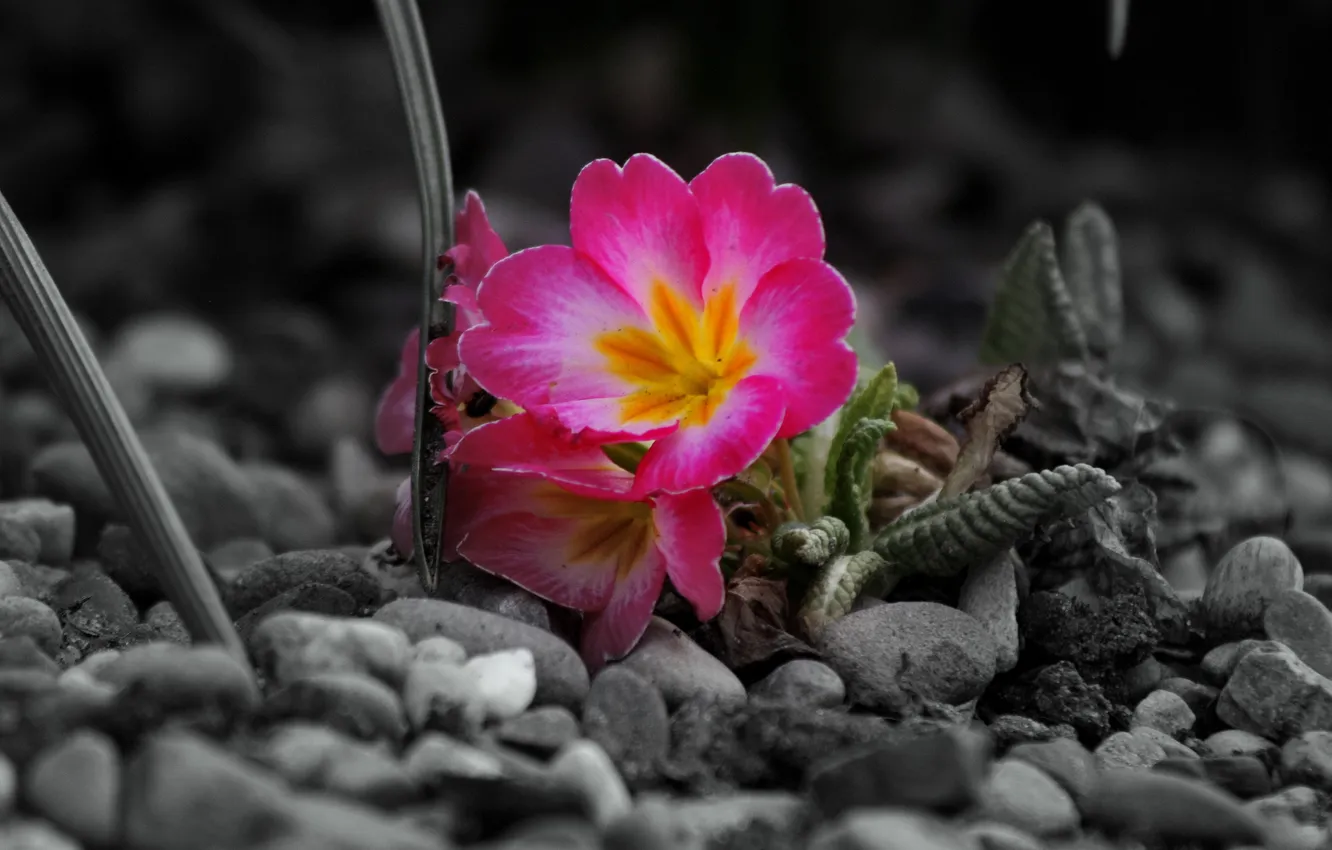 Фото обои цветы, камни, серое