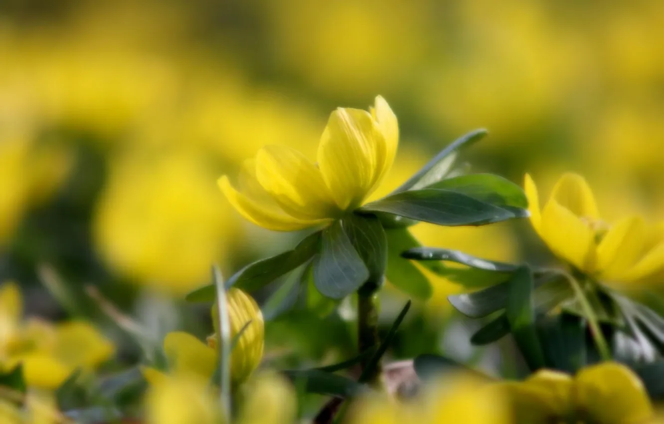Фото обои цветы, весна, желтые, клумба