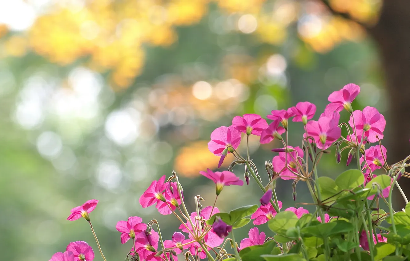 Фото обои цветы, блики, розовые, клумба