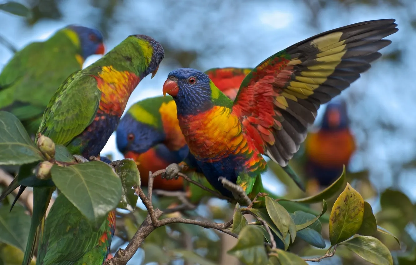 Фото обои ветка, попугаи, Многоцветный лорикет