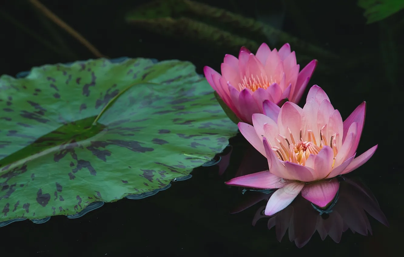 Фото обои вода, отражение, розовая, нимфея, водяная лилия
