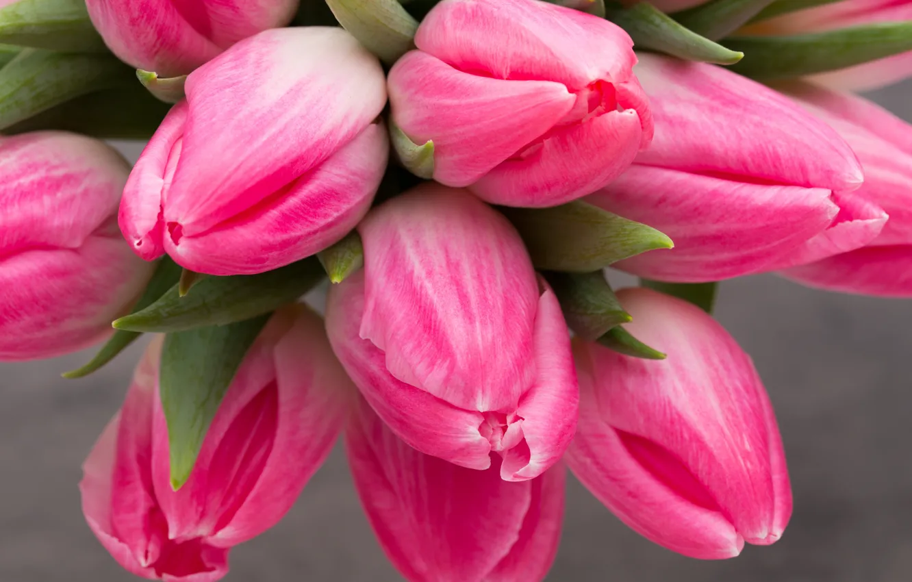 Фото обои цветы, букет, тюльпаны, розовые, fresh, pink, flowers, beautiful