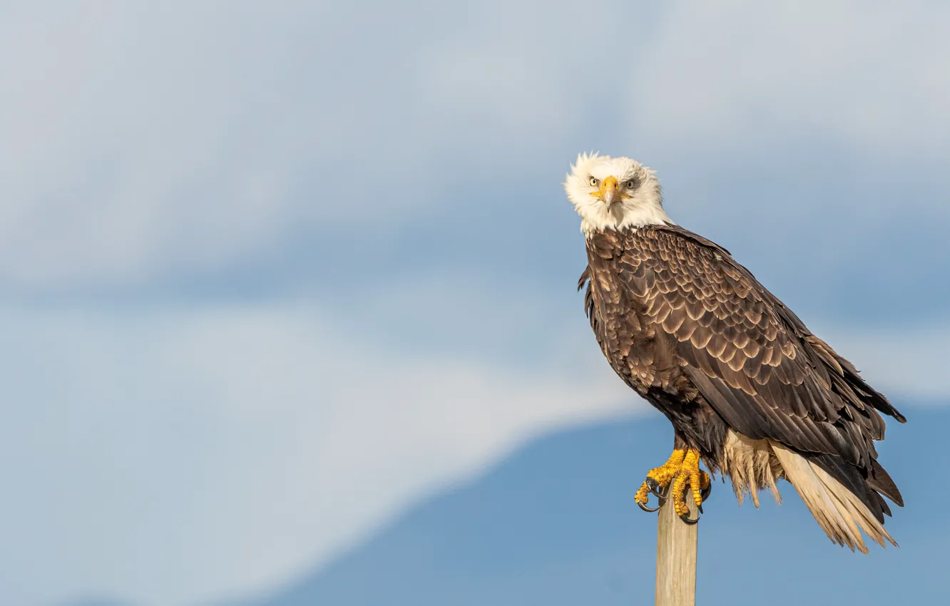 Фото обои зима, взгляд, снег, горы, птица, столбы, голубой фон, хищная